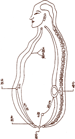 Chong Meridian��ҽ�ڽ����